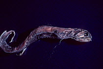 Scaleless dragonfish, {Melanostomias biseriatus} deep sea specimen from N.W. Atlantic