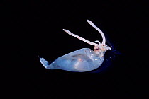 Larval deep sea squid (Cranchia scabra} Specimen