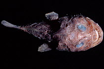 Goosefish / Anglerfish {Lophiodes sp} dead specimen from deep sea