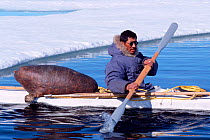Inuit hunter in kayak with sealskin float and harpoons in front of ice floe, Canadian Arctic