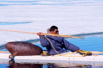 Inuit hunter takes aim with harpoon; sealskin float is on back of boat, Canadian Arctic