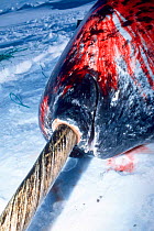 Dead Narwhal {Monodon monoceros} base of tusk and mouth; caught by Inuit hunters, Baffin Island, Canadian Arctic