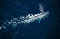 Aerial view of feeding Blue whale blowing at sea surface {Balaenoptera musculus} Mexico