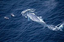 Aerial  Blue whale at sea surface {Balaenoptera musculus} swimming with two Risso's dolphins, Mexico