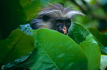 Kirk's colobus monkey (Procolobus kirkii) among foliage, Zanzibar, Tanzania