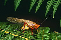 Tropical Katydid (Copiphora sp) Equadorian Amazon, South America