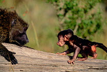 Olive baboon playing with baby {Papio anubis} Masai Mara, Kenya