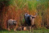 Water buffalo and two calves {Bubalus arnee} Kaziranga NP, Assam, India