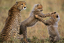 Cheetah cubs playing near mother {Acinonyx jubatus} Masai Mara, Kenya