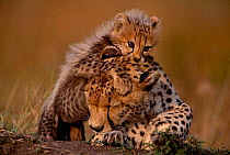 Cheetah cub playing with mother {Acinonyx jubatus} Masai Mara, Kenya