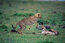 Cheetahs play fighting {Acinonyx jubatus} Masai Mara, Kenya