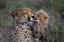 Cheetah licking cub {Acinonyx jubatus} Masai Mara, Kenya