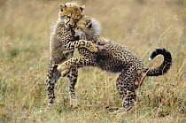Cheetahs cubs play fighting {Acinonyx jubatus} Masai Mara, Kenya