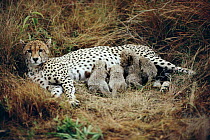 Cheetah mother suckling very young cubs  {Acinonyx jubatus} Masai Mara, Kenya