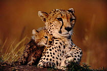 Cheetah cub cuddling up to mother {Acinonyx jubatus} Masai Mara, Kenya