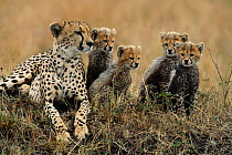 Cheetah mother with four cubs {Acinonyx jubatus} Masai Mara, Kenya