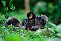 Chimpanzee baby with resting mother {Pan troglodytes} Gombe NP, Tanzania