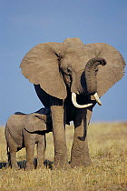 African elephant mother with suckling calf {Loxodonta africana} Masai Mara, Kenya