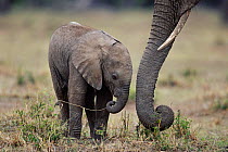 Young African elephant calf beside mother's trunk {Loxodonta africana} Masai Mara, Kenya