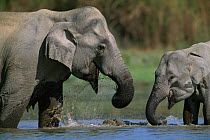 Indian elephant mother with young drinking in water {Elephas maximus} India