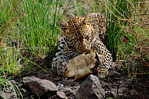 Young Leopard cub (Manga) trying to feed on tortoise {Panthera pardus} Masai Mara, Kenya