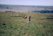 Thomson's gazelle giving birth {Gazella thomsoni} Masai Mara, Kenya