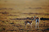 Thomson's gazelle mother with young {Gazella thomsoni} Masai Mara, Kenya