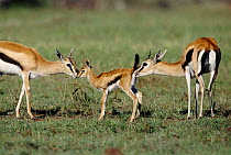 Thomson's gazelles investigating newborn calf {Gazella thomsoni} Masai Mara, Kenya