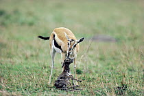 Thomson's gazelle mother cleaning newborn calf {Gazella thomsoni} Masai Mara, Kenya