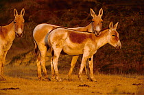 Khur / Indian asses {Equus hemionus khur} Rann of Kutch, Gujarat, India