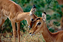 Impala mother and baby, head to head {Aepyceros melampus} Masai Mara, Kenya