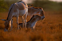 Khur (Indian ass) with young {Equus hemionus khur} Rann of Kutch, Gujarat, India