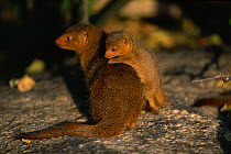 Dwarf mongoose mother with young {Helogale parvula} Serengeti NP, Tanzania