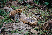 Leopard cubs playing with tortoise {Panthera pardus} Masai Mara, Kenya