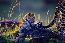 Leopard cub playing with mother's tail {Panthera pardus}