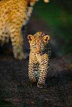 Leopard cub {Panthera pardus} Masai Mara, Kenya