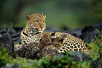 Leopard suckling cubs {Panthera pardus} Masai Mara, Kenya