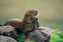Leopard with cub {Panthera pardus} Masai Mara, Kenya