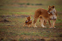 Lion cub playing with mother's tail {Panthera leo} Masai Mara, Kenya