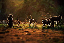 Troop of Southern plains grey / Hanuman langur {Semnopithecus dussumieri} feeding, Ranthambhore NP, Rajasthan, India
