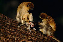 Vervet monkey family group grooming baby {Cercopithecus aethiops} Samburu NR, Kenya