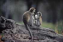 Vervet monkey with young (Chlorocebus / Cercopithecus aethiops) Ngorongoro NR, Tanzania