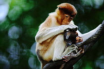 Proboscis monkey grooming baby {Nasalis larvatus} Borneo
