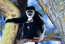 Eastern Black and white colobus monkey holding baby {Colobus guereza} in tree Kenya