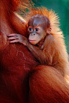 Sumatran Orang utan baby clinging to mother portrait {Pongo pygmaeus abelii} Gunung Leuser NP, Sumatra, Indonesia