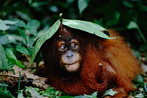 Sumatran Orang utan under leaf shelter {Pongo pygmaeus abelii} Gunung Leuser NP, Sumatra, Indonesia