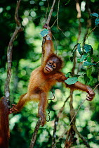 Sumatran Orang utan baby swinging in tree {Pongo pygmaeus abelii} Gunung Leuser NP, Sumatra, Indonesia