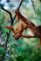 Sumatran Orang utan baby hanging upsidedown in tree {Pongo pygmaeus abelii} Gunung Leuser NP, Sumatra, Indonesia