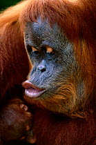 Sumatran Orang utan 'kissing' young {Pongo pygmaeus abelii} Gunung Leuser NP, Sumatra, Indonesia
