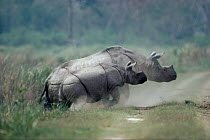 Indian rhino with calf charging {Rhinoceros unicornis} Kazaringa NP, Assam, India